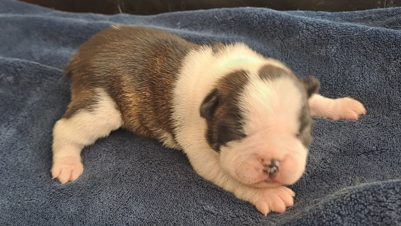 le Jardin Des Vignes - Chiots disponibles - Boston Terrier