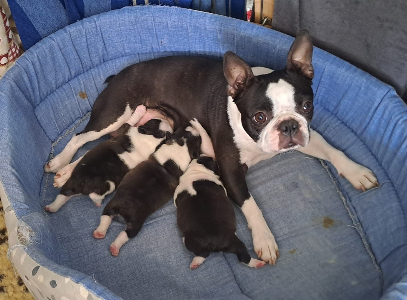 Chiot Boston Terrier le Jardin Des Vignes
