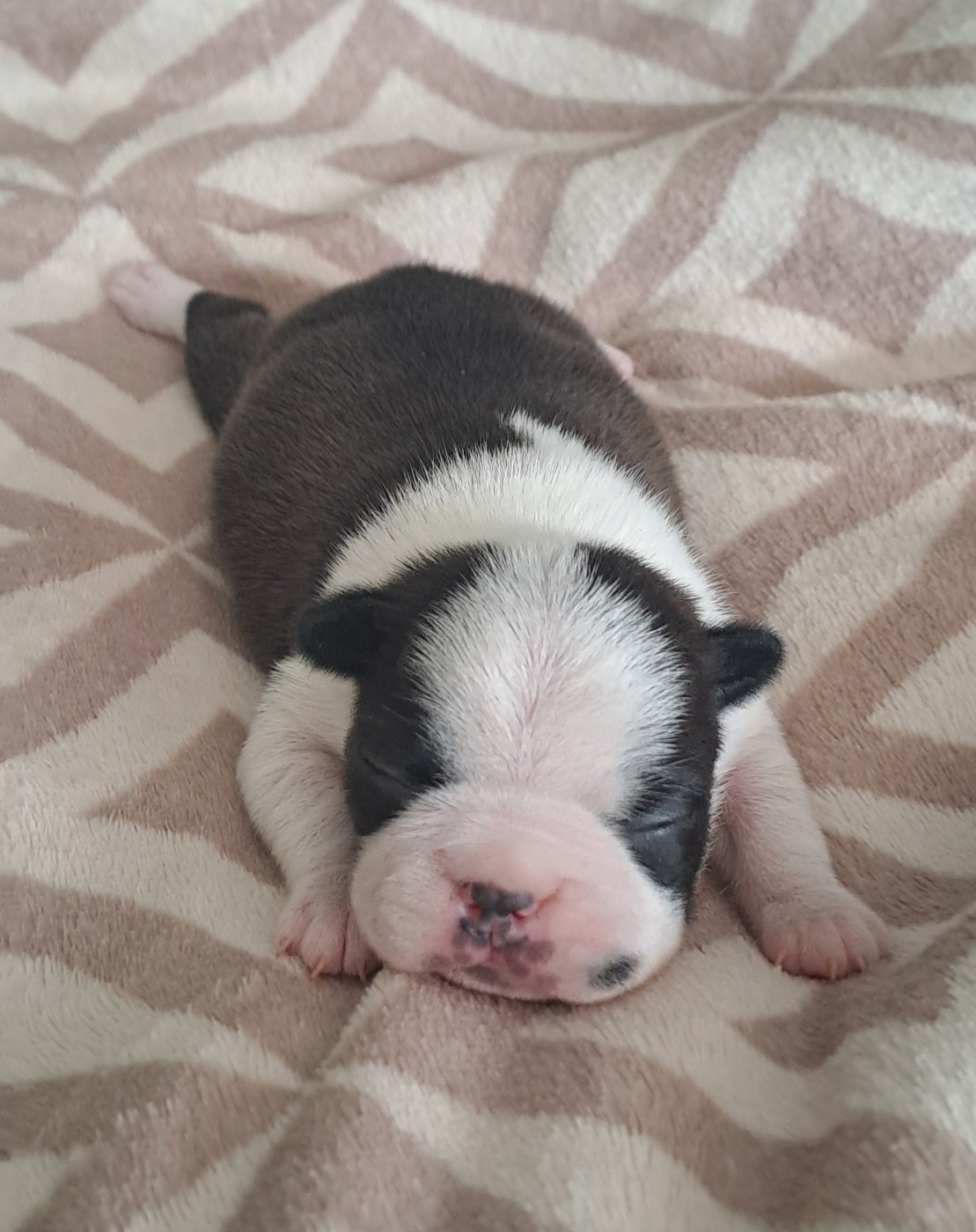 le Jardin Des Vignes - Chiots disponibles - Boston Terrier