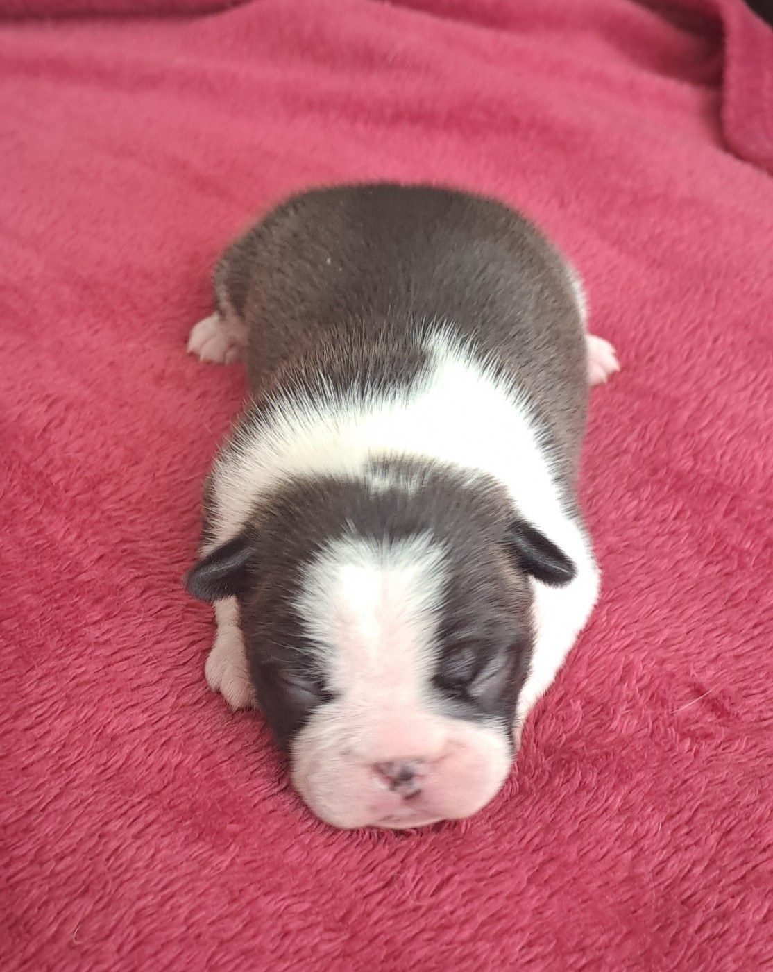 le Jardin Des Vignes - Chiots disponibles - Boston Terrier