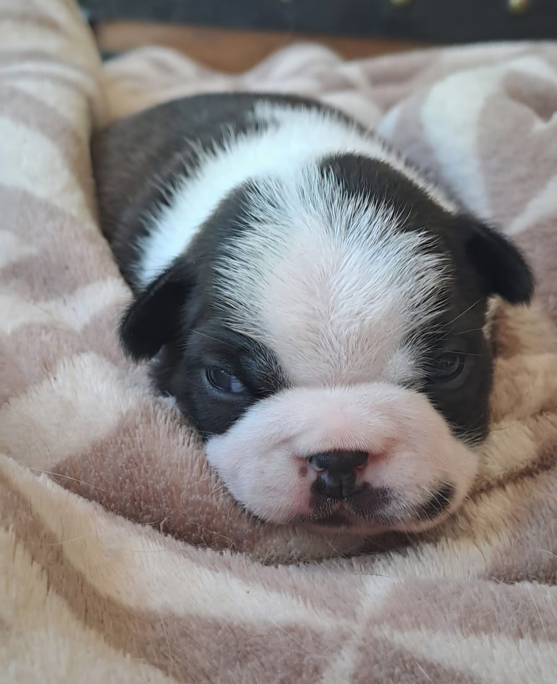 le Jardin Des Vignes - Chiots disponibles - Boston Terrier