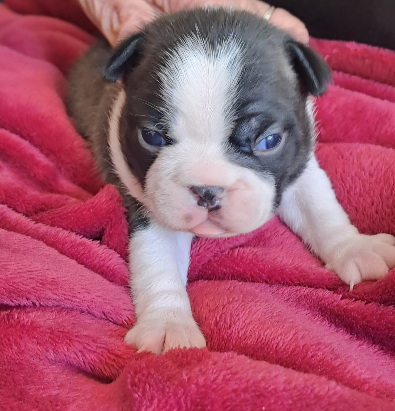 le Jardin Des Vignes - Chiots disponibles - Boston Terrier