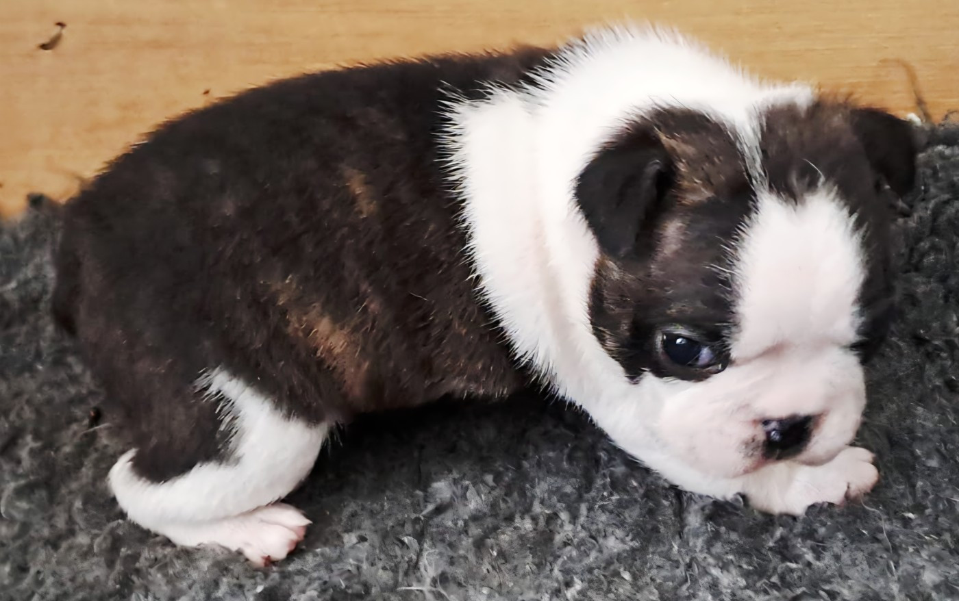le Jardin Des Vignes - Chiots disponibles - Boston Terrier