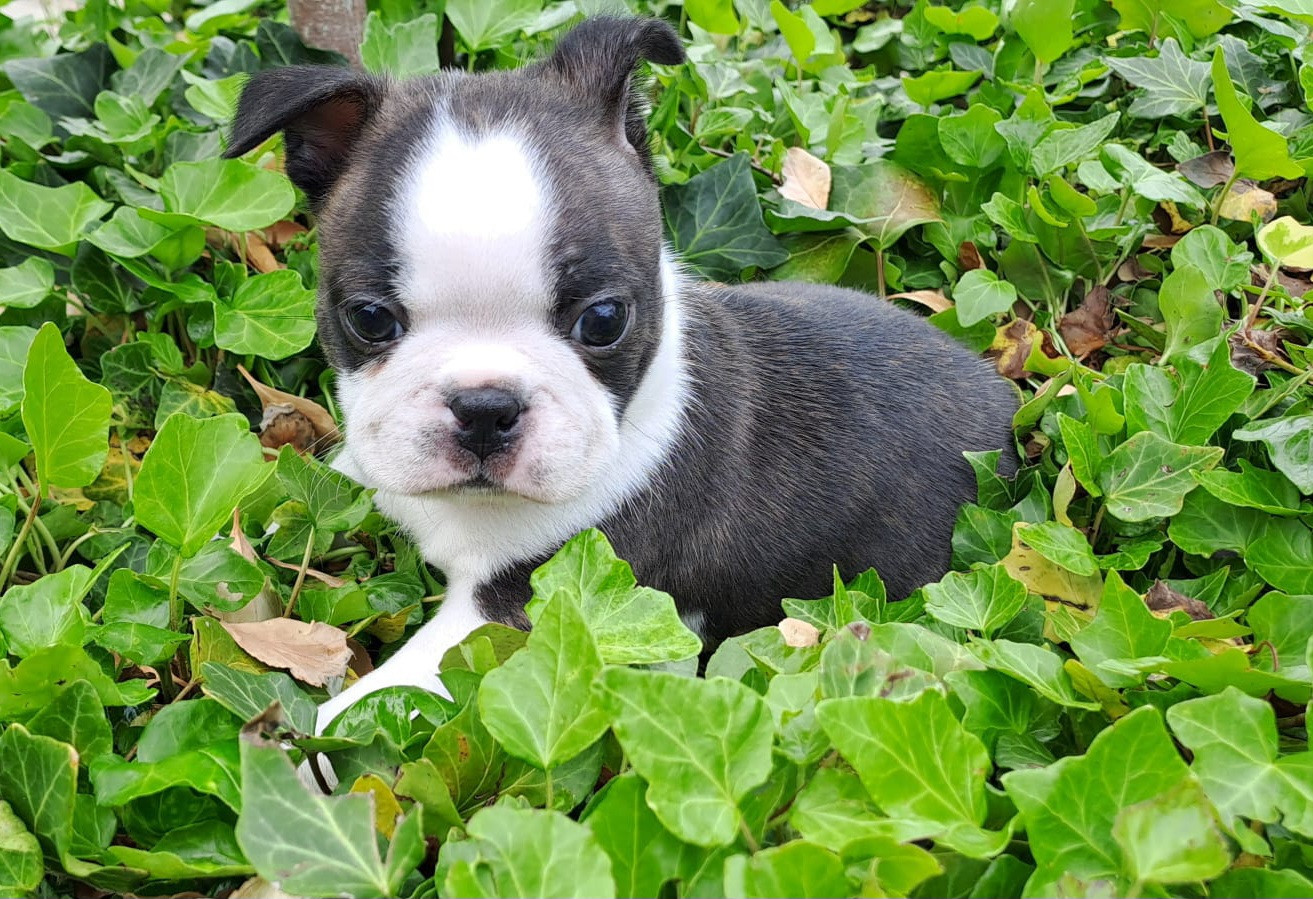 le Jardin Des Vignes - Chiots disponibles - Boston Terrier