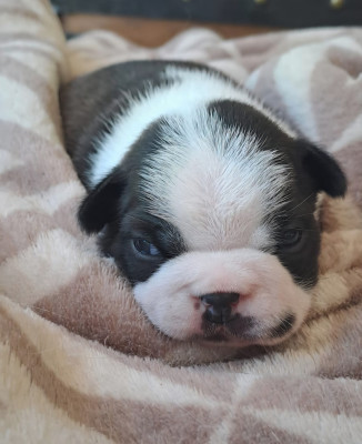 BELLA