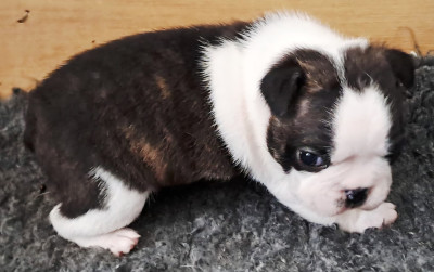 BRUTUS